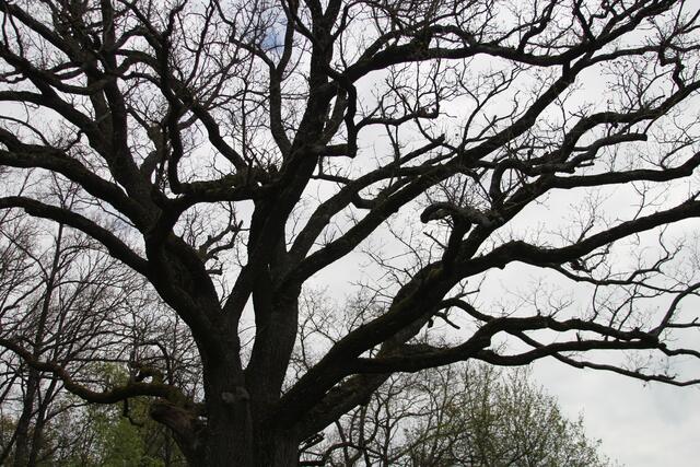 Hindenburgeiche | Foto: Ralf Röser