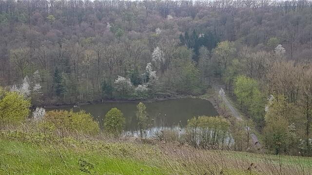 Blick von den oberen Weinbergwegen auf den Bernhardsweiher | Foto: Petra Schüssler