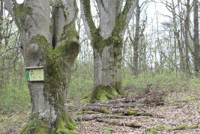 tolle Baumgruppe | Foto: Ralf Röser