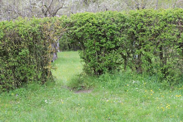 verwunschen | Foto: Ralf Röser