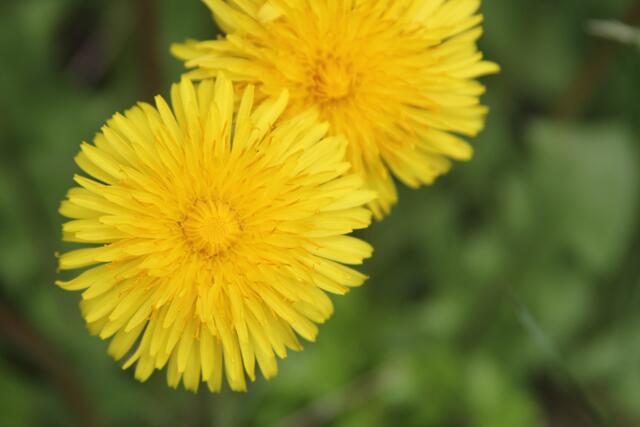 schönes am Wegesrand😍 | Foto: Ralf Röser