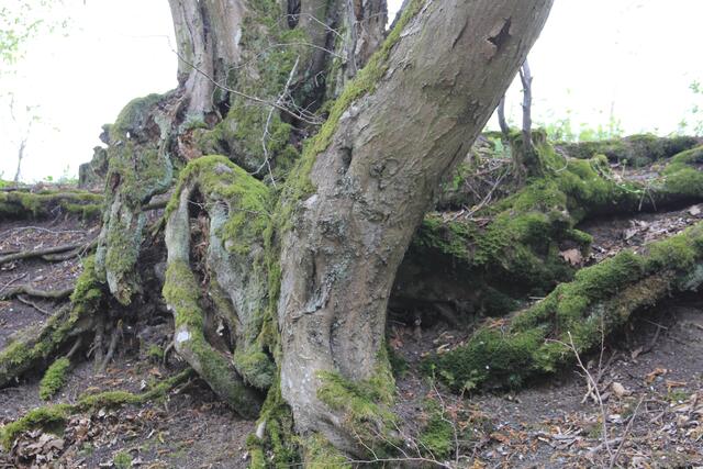was für ein schönes Wurzelwerk | Foto: Ralf Röser