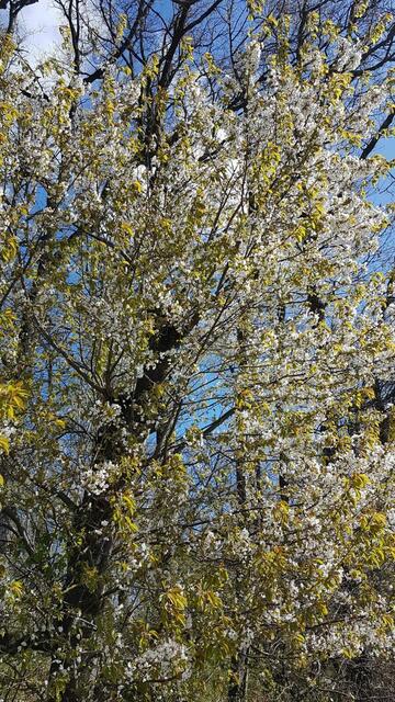 Obstbaumblüte | Foto: Petra Schüssler