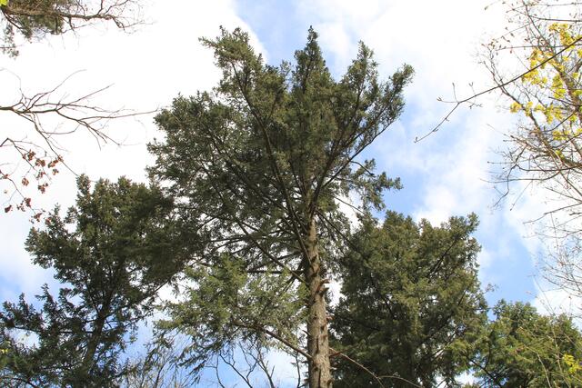 auch mal nach oben schauen | Foto: Ralf Röser