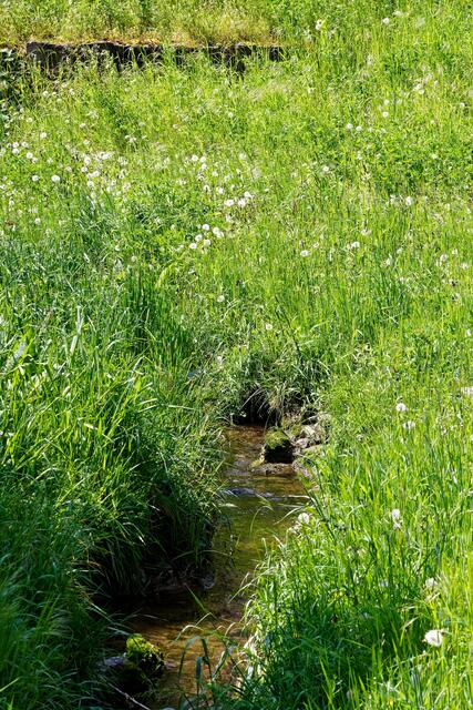 Deinenbach mit Pusteblumen-Böschung