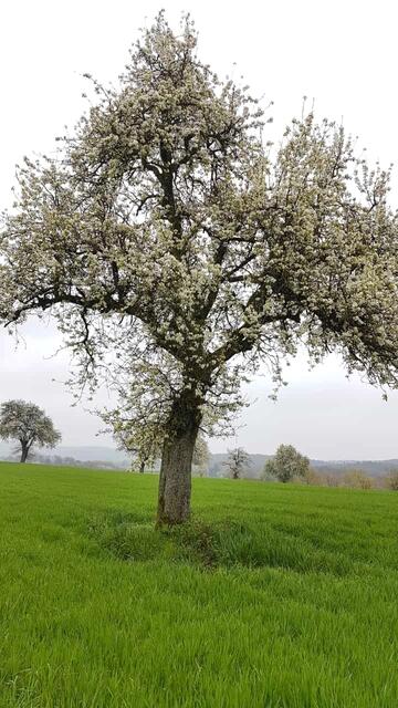 Die Obstbäume stehen in voller Blüte | Foto: Petra Schüssler