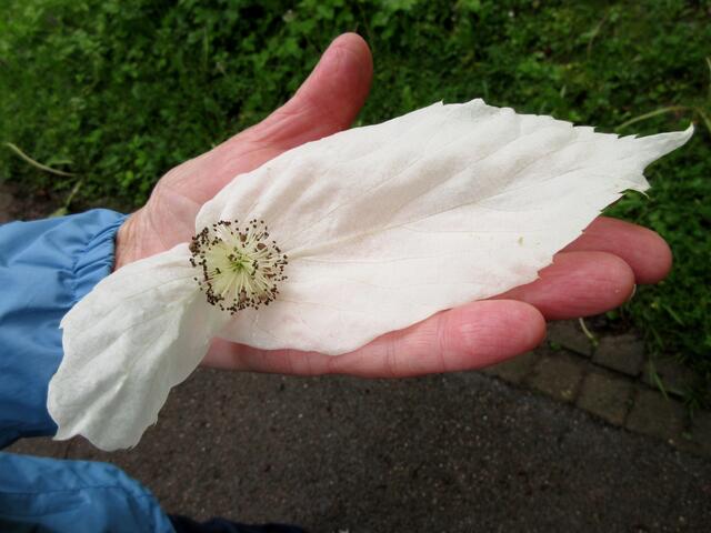 Er hat bereits viele Blüten abgeworfen und so konnten die einmal näher betrachtet werden. 