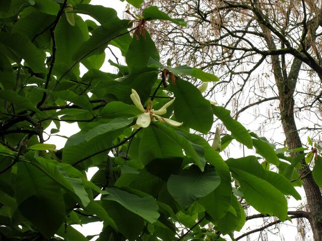 Honoki-Magnolie im Alten Friedhof, die Wanderer haben immer einen Blick für die Natur, auch innerstädtisch.