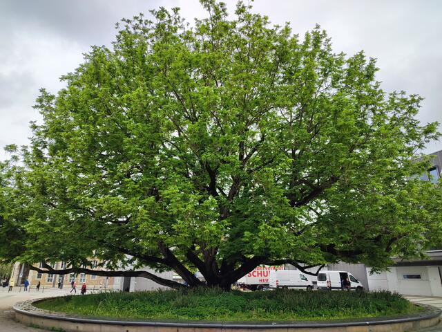 Stadtbäume sind auch ein Thema auf dem Lehrpfad | Foto: Aurelia Kling