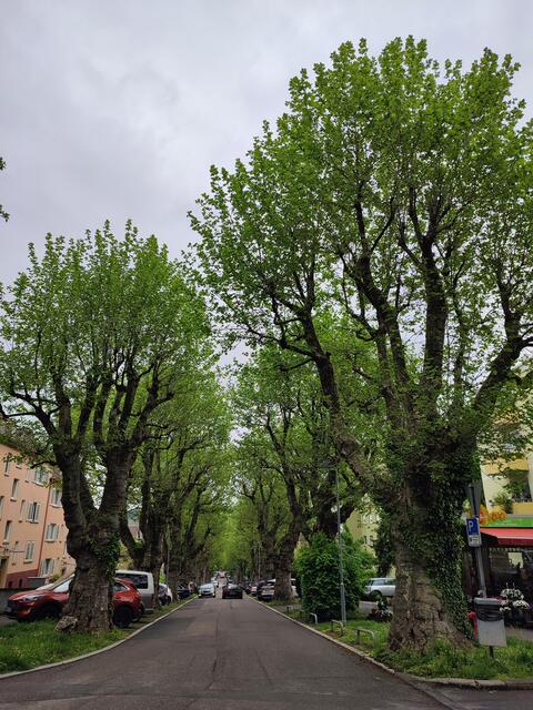 Station 18 des Lehrpfades, "Grüne Hallen". Der Pfad begann nicht weit davon auf den Gleisen vor dem Lerchenbergtunnel mit der Nummer 20 als "Wege in die Stadt". | Foto: Aurelia Kling