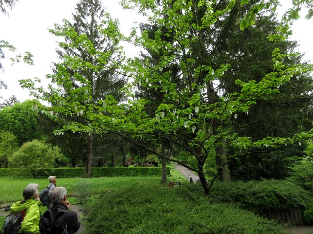 Gleich zu Beginn, nahe der Station 19 "Nachtigallen-Konzert", zog dieser Taschentuchbaum im Hauptfriedhof die Aufmerksamkeit der Wanderer auf sich.