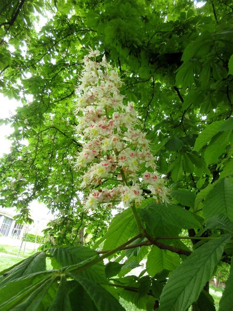 Kaum um die Ecke gebogen und schon nimmt man wieder den Duft der blühenden Kastanienbäume wahr. Nun geht es Richtung Neckarbogen, am Campuspark vorbei.