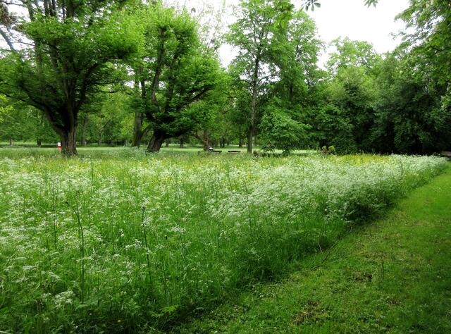 Aber gleich daneben im Pfühlpark wird auch an die Insekten gedacht und die Wiese darf blühen.