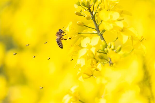 Biene und Mückle fliegen wie in einer Formation ausgerichtet auf die Blüte zu