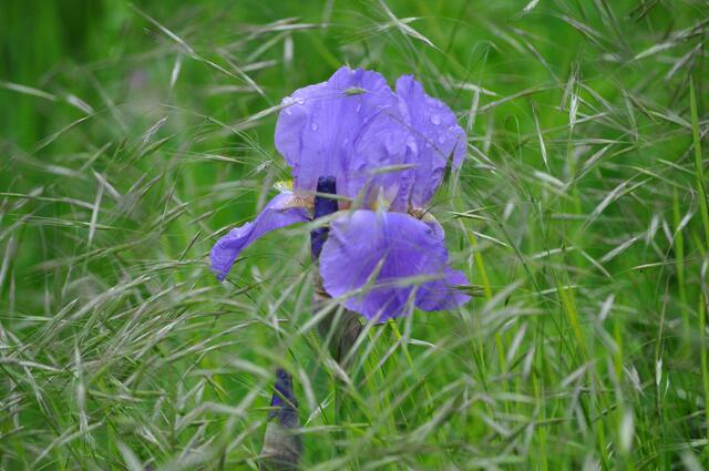 Auf einer ungemähten Wiese strecken sich überall die Iris aus der Wiese empor. | Foto: Daniela Somers