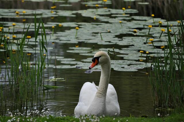 Schwäne sind einfach sehr fotogen | Foto: Daniela Somers