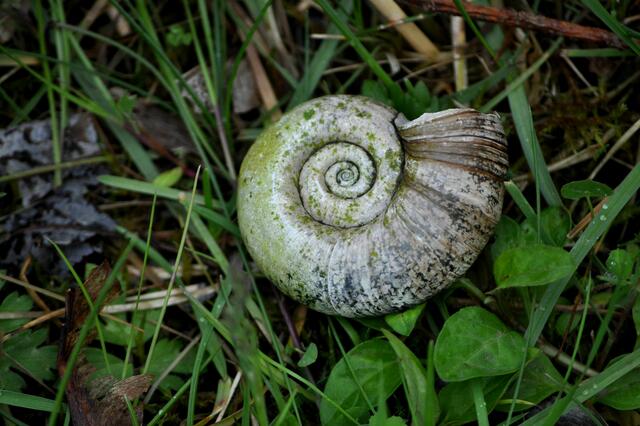 Bestimmt eine Wasserschnecke.  | Foto: Daniela Somers