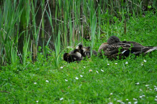 Kleine Entenfamilie beim Mittagsschlaf | Foto: Daniela Somers