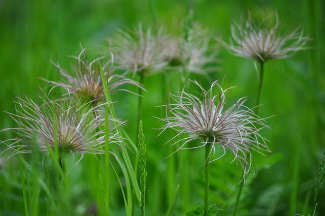 Eine Wiese voll mit verblühten Kuhschellen | Foto: Daniela Somers