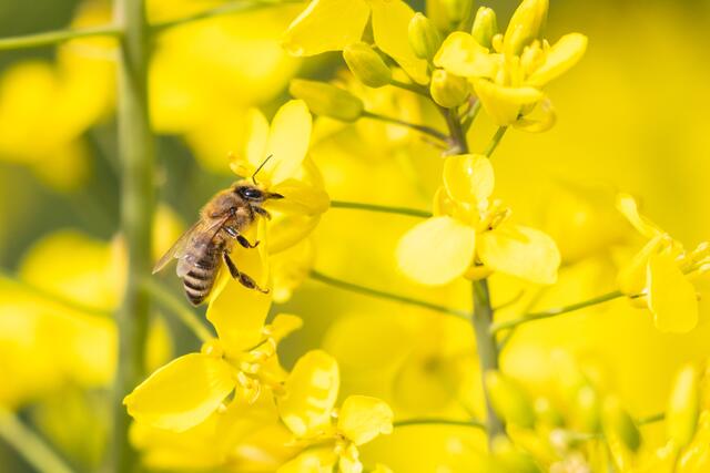 Eine Biene genießt den Raps als Nahrungsquelle