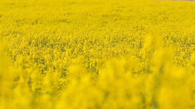 Gelb so weit das Auge reicht