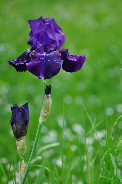 Auf einer ungemähten Wiese strecken sich überall die Iris aus der Wiese empor. | Foto: Daniela Somers