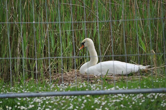 Donnerstag lag die Mama noch auf dem umzäunten Nest | Foto: Daniela Somers