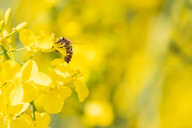 Die Biene taucht in die Rapsblüte ein