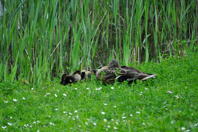 Kleine Entenfamilie beim Mittagsschlaf | Foto: Daniela Somers