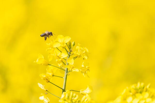 Fliegende Biene im Landeanflug auf die Rapsblüte