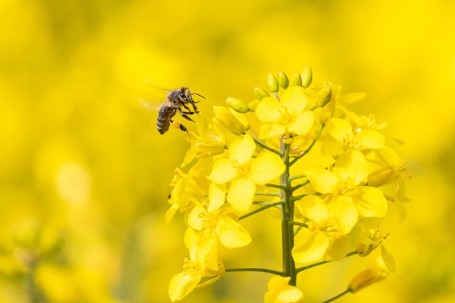 Eine Biene setzt zum Landeanflug an