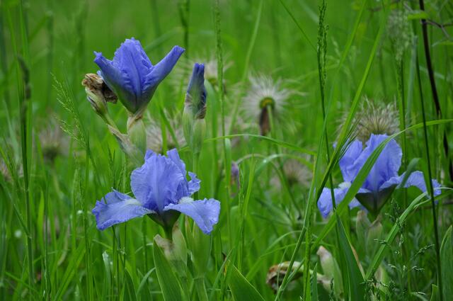 Auf einer ungemähten Wiese strecken sich überall die Iris aus der Wiese empor. | Foto: Daniela Somers