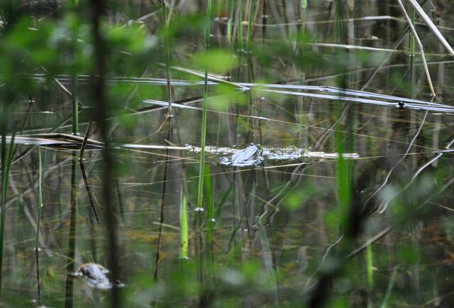 Es muss dort vor Kröten wimmeln. Denn das Konzert war sehr laut und vielstimmig. | Foto: Daniela Somers