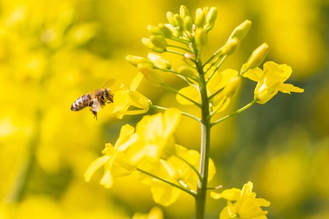 Biene und Raps passen farblich gut zusammen