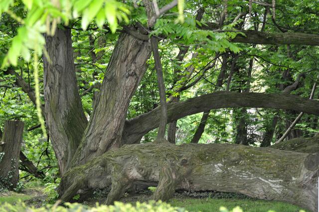 Beeindruckend. Kaukasische Flügelnussbaum | Foto: Daniela Somers