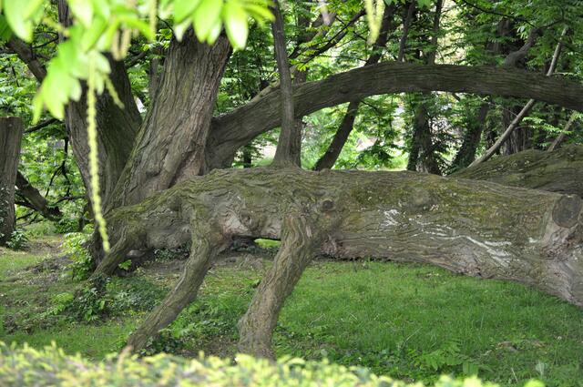 Beeindruckend. Kaukasische Flügelnussbaum | Foto: Daniela Somers