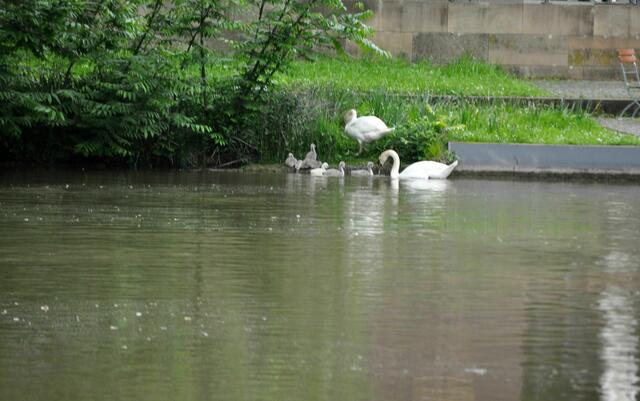 Schwanenfamilie on Tour | Foto: Daniela Somers