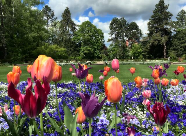 Blütentraum im Pfühlpark | Foto: Moni Bordt