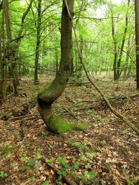 Hier ist gut zu sehen, wie der junge Baum um einen liegenden Stamm herum entstand. Der Stamm ist inzwischen verrottet, doch die Form bleibt erhalten.