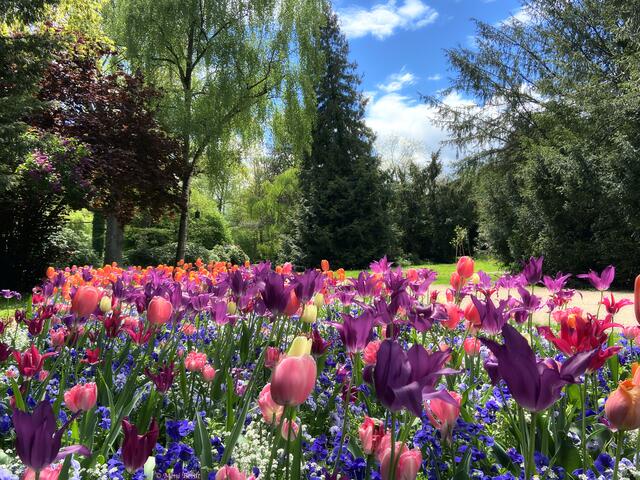 Bunt, bunt, bunt - Blütentraum Pfühlpark | Foto: Moni Bordt