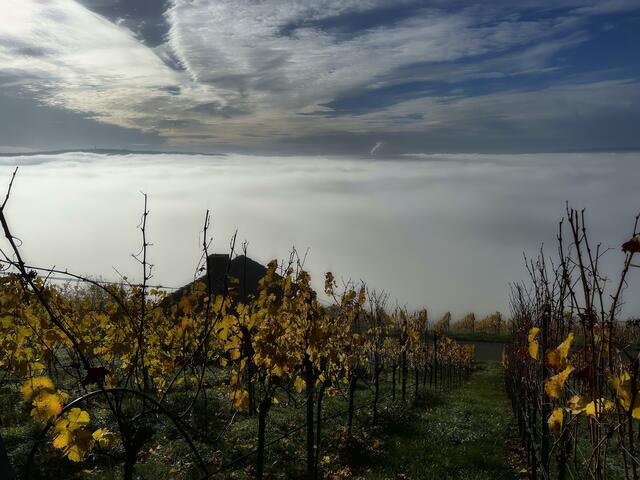 Heilbronn im Nebel; Sicht vom Wartberg im November 22 | Foto: Moni Bordt
