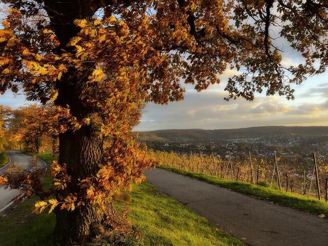 Herbst über Heilbronn ; Wartberg  | Foto: Moni Bordt