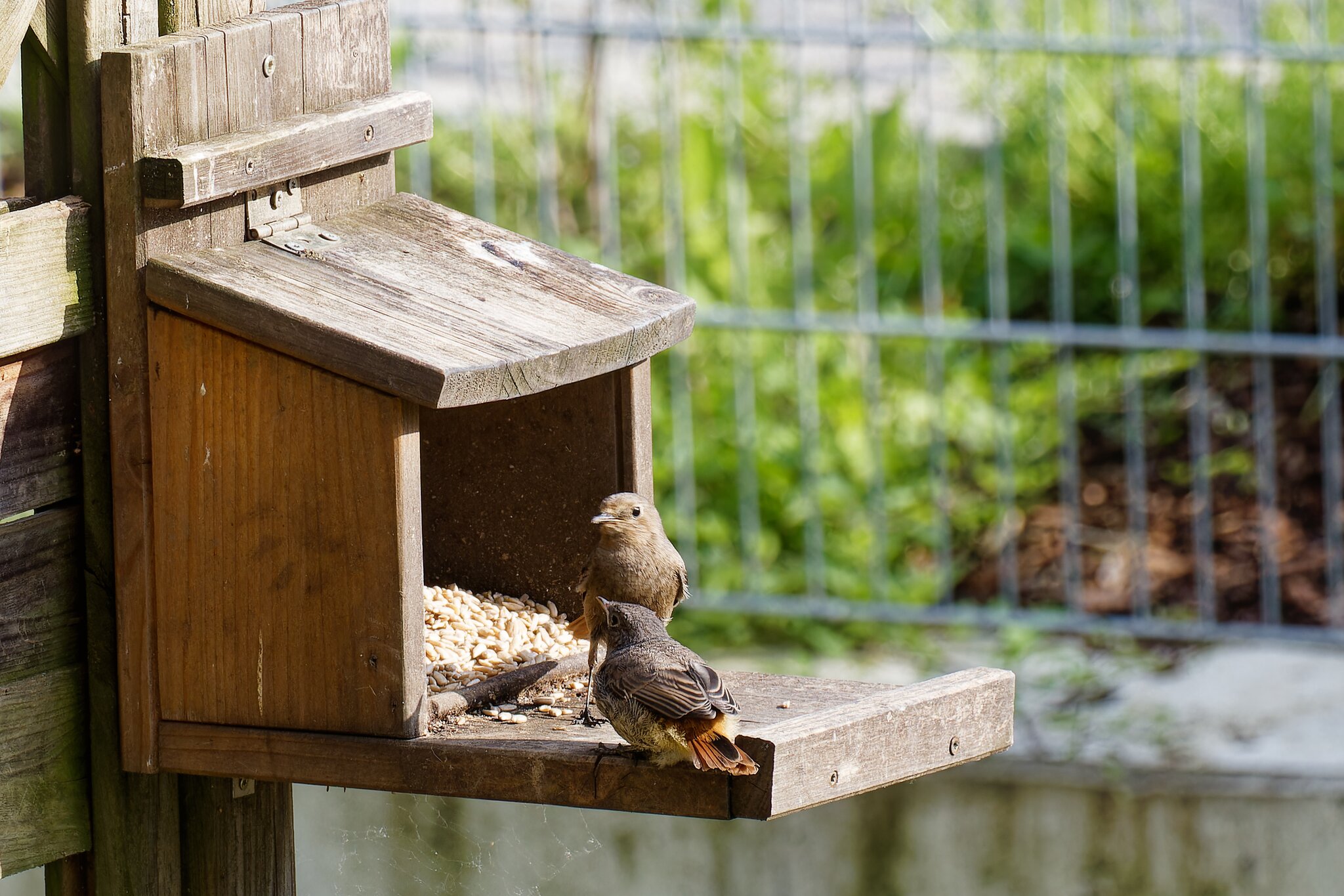 Vögel Hausrotschwänzchen füttert Junges Heilbronn