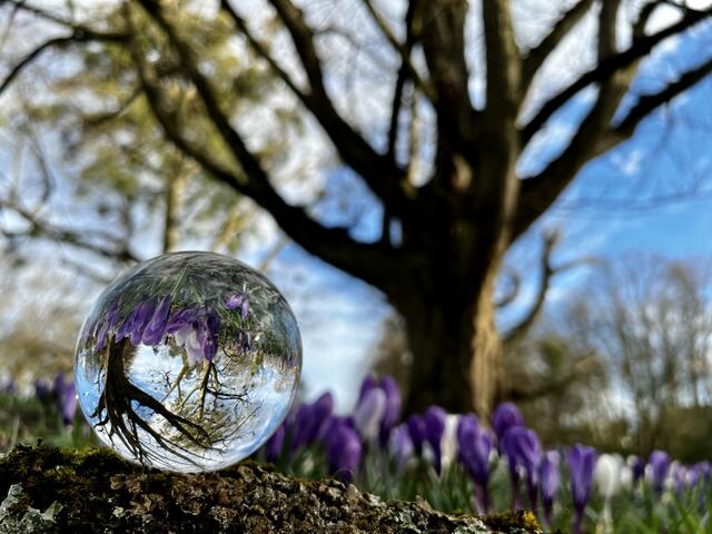 Frühling in der Kugel; Pfühlpark Heilbronn | Foto: Moni Bordt