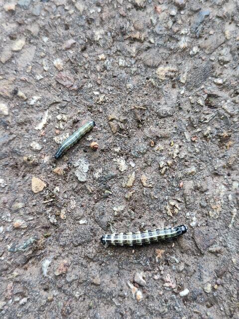 Zahlreiche Raupen waren auf der Panzerstraße unterwegs, leider konnten wir nicht ermitteln, was daraus wird. | Foto: Aurelia Kling