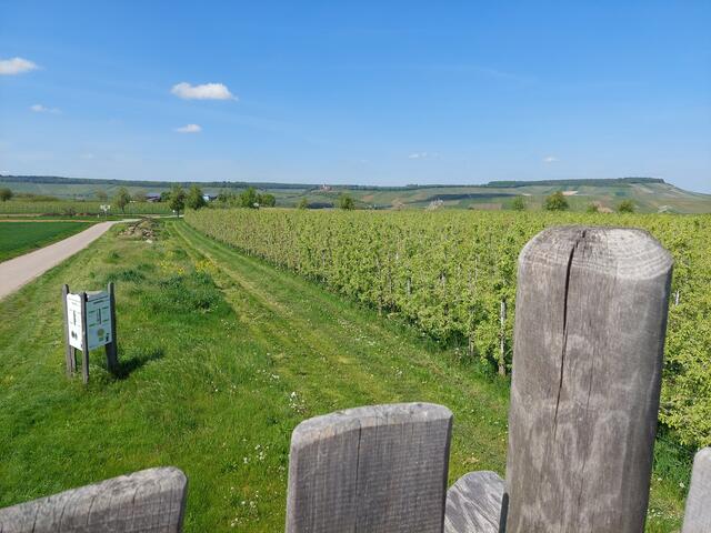 Und hier muss die Burg Neipperg gesucht werden.
