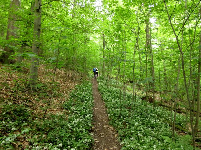 Wanderung durchs Bärlauchtal