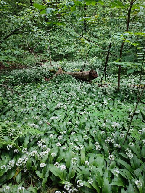 Das Köpfertal könnte man in diesen Wochen durchaus zum Bärlauchtal umbenennen. | Foto: Aurelia Kling