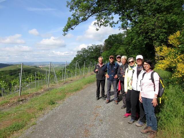 Nicht nur Ginster, auch Aussicht Richtung Sontheim und Staufenberg, gibt es am Schanzenweg.
