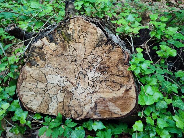 Demarkationslinien nennt man das, was dieser Fäulnispilz im Stamm entstehen lässt. | Foto: Aurelia Kling